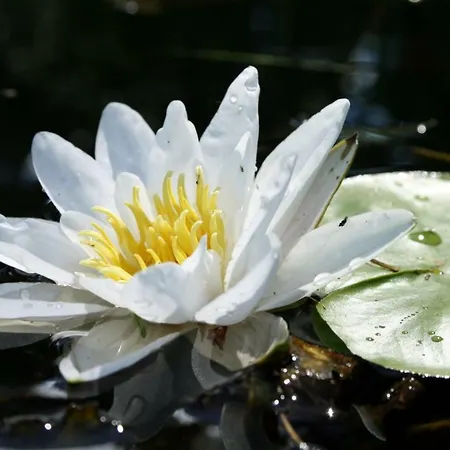 Tatil parkı Soomaa Water Camp *